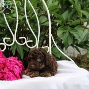 Ian, Toy Poodle Puppy